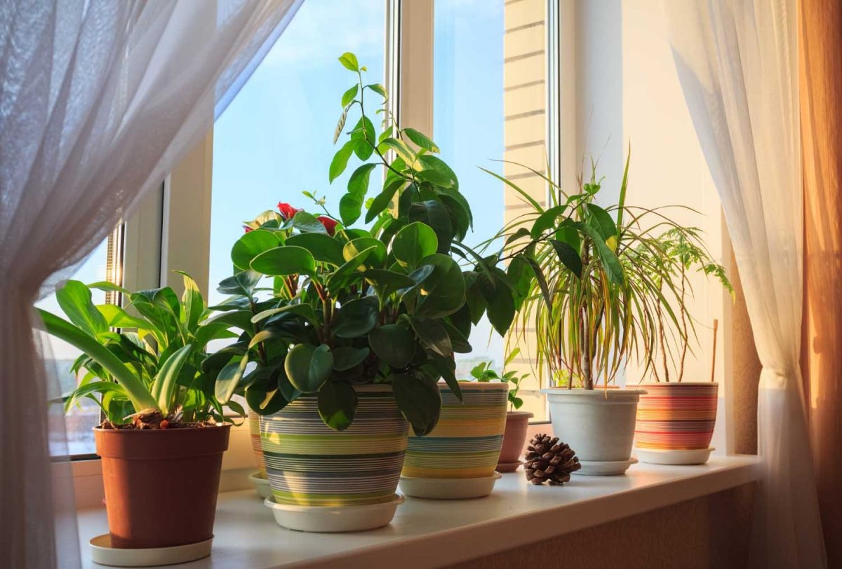 Приметы и суеверия о комнатных растениях