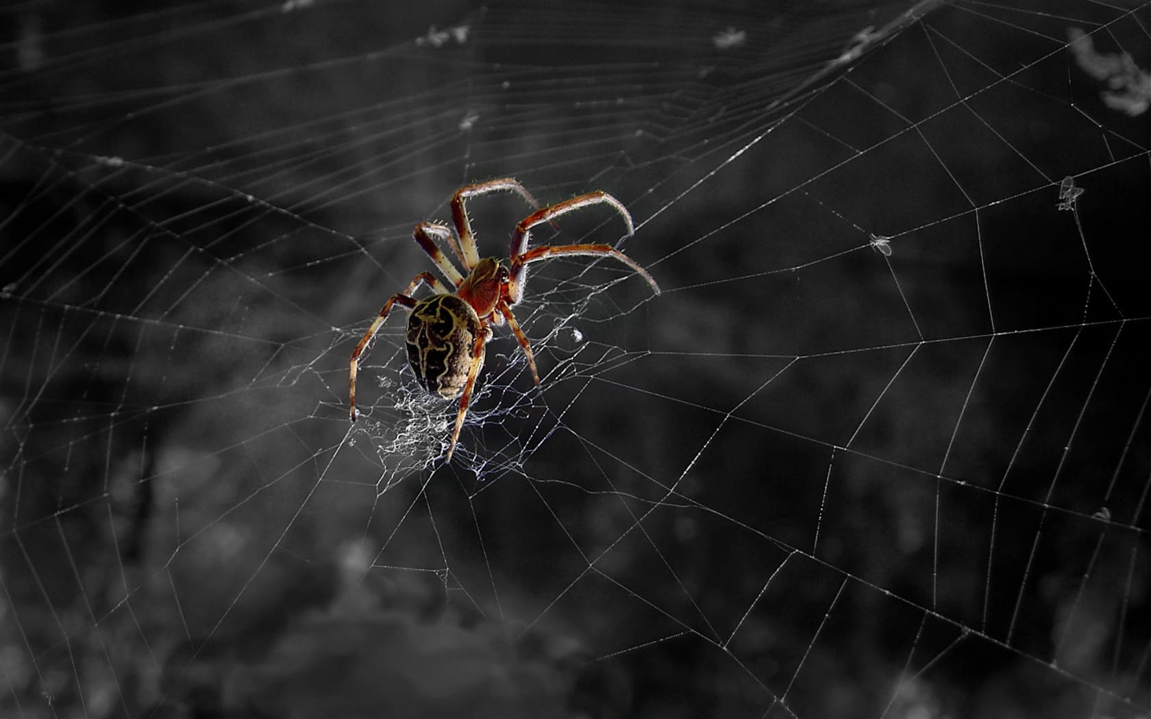 К чему паук плетет паутину в доме