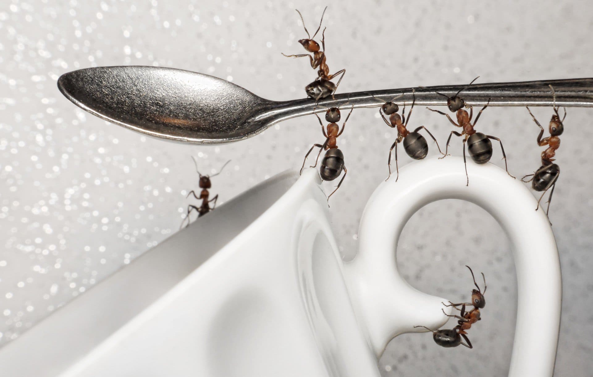 К чему появляются муравьи в доме
