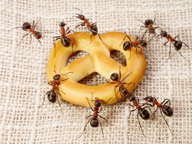 Приметы про муравьев в доме